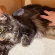 ヒメ日記 2025/08/01 01:44 投稿 来栖えま セレブ Rex