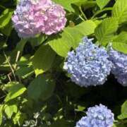 ヒメ日記 2025/06/11 18:06 投稿 椎名なお ウルトラブレイズ