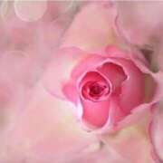 ヒメ日記 2026/04/17 09:09 投稿 なつき CELEB FACE FUKUOKA