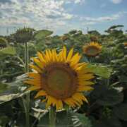 ヒメ日記 2025/08/09 16:17 投稿 ゆり Lounge Yoki東京