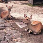 ヒメ日記 2025/06/19 06:03 投稿 ノン SCREEN(スクリーン)