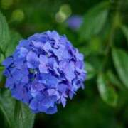 ヒメ日記 2025/06/09 17:24 投稿 おと 華美人