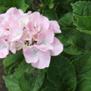 ヒメ日記 2025/06/14 09:48 投稿 おと 華美人