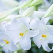 ヒメ日記 2025/06/20 09:27 投稿 おと 華美人