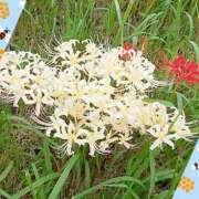 ヒメ日記 2025/10/19 07:13 投稿 おと 華美人