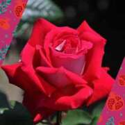 おと 秋のバラ 華美人