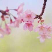 おと 今の季節の花 華美人