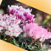 ヒメ日記 2025/12/11 12:22 投稿 おと 華美人