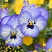 ヒメ日記 2025/12/14 07:34 投稿 おと 華美人