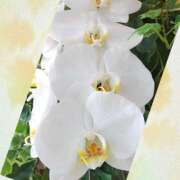 ヒメ日記 2025/12/23 08:37 投稿 おと 華美人