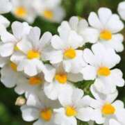 ヒメ日記 2026/01/27 07:25 投稿 おと 華美人