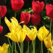 ヒメ日記 2026/01/29 12:51 投稿 おと 華美人