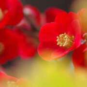 ヒメ日記 2026/02/22 07:16 投稿 おと 華美人