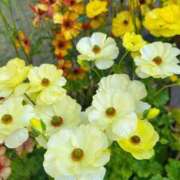 ヒメ日記 2026/03/09 12:02 投稿 おと 華美人