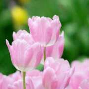 ヒメ日記 2026/03/17 06:57 投稿 おと 華美人