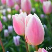 ヒメ日記 2026/03/18 07:09 投稿 おと 華美人