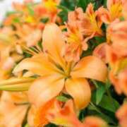 ヒメ日記 2026/03/19 12:03 投稿 おと 華美人