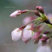 ヒメ日記 2026/03/20 07:04 投稿 おと 華美人