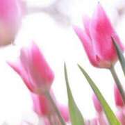 ヒメ日記 2026/03/26 12:28 投稿 おと 華美人