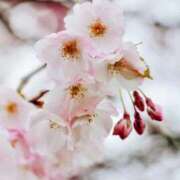 ヒメ日記 2026/04/01 06:37 投稿 おと 華美人