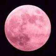 ヒメ日記 2026/04/03 06:31 投稿 おと 華美人