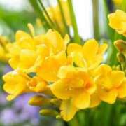 ヒメ日記 2026/04/11 06:49 投稿 おと 華美人