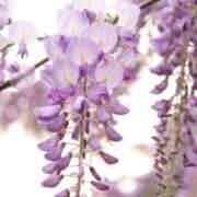 ヒメ日記 2026/04/13 07:23 投稿 おと 華美人