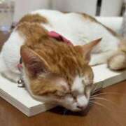 ヒメ日記 2025/07/20 23:20 投稿 れいら One More 奥様　錦糸町店