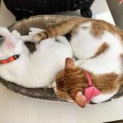 ヒメ日記 2025/07/25 06:38 投稿 れいら One More 奥様　錦糸町店