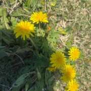 ヒメ日記 2026/04/08 20:34 投稿 ことみ★人妻KISS★ 人妻kiss