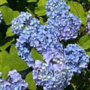 ヒメ日記 2025/06/11 15:00 投稿 そら 柏人妻花壇