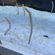 ヒメ日記 2025/07/09 20:00 投稿 そら 柏人妻花壇