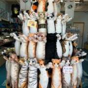 ヒメ日記 2025/06/19 19:10 投稿 いろ アネックスジャパン