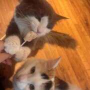 ヒメ日記 2025/06/23 22:00 投稿 らん★愛嬌抜群の極上美人ナース Bell～S級美女お姉様・人妻デリヘル～