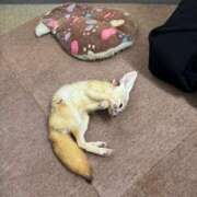 ヒメ日記 2025/08/31 20:29 投稿 らん★愛嬌抜群の極上美人ナース Bell～S級美女お姉様・人妻デリヘル～