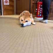 ヒメ日記 2026/02/02 16:52 投稿 らん★愛嬌抜群の極上美人ナース Bell～S級美女お姉様・人妻デリヘル～