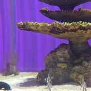 ヒメ日記 2025/08/07 00:35 投稿 ひつじ ぐっすり山田　大阪店