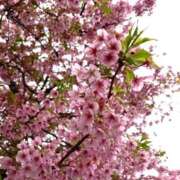 ヒメ日記 2026/03/01 21:15 投稿 なぎさ 川崎・東横人妻城