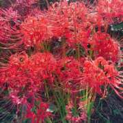 ヒメ日記 2025/07/18 13:00 投稿 女淫魔～さきゅばす～ ドMな奥様 大阪本店