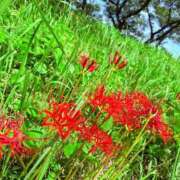 ヒメ日記 2025/10/27 08:52 投稿 女淫魔～さきゅばす～ ドMな奥様 大阪本店