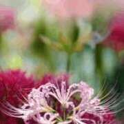 ヒメ日記 2025/12/08 15:01 投稿 女淫魔～さきゅばす～ ドMな奥様 大阪本店