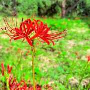 ヒメ日記 2025/12/09 07:01 投稿 女淫魔～さきゅばす～ ドMな奥様 大阪本店