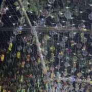 ヒメ日記 2025/07/27 01:48 投稿 のぞみ KUROKIN-黒い金魚Ⅱ-