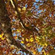 のぞみ 🍁 KUROKIN-黒い金魚Ⅱ-