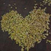 ヒメ日記 2025/12/22 12:01 投稿 のぞみ KUROKIN-黒い金魚Ⅱ-