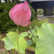 ヒメ日記 2025/07/22 01:40 投稿 かよ YESグループ　華女