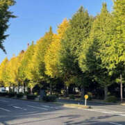 かよ ※無題 YESグループ　華女