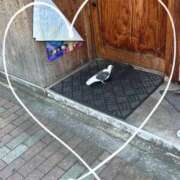 ヒメ日記 2025/09/06 20:39 投稿 ろり ぽっちゃりデリヘル倶楽部