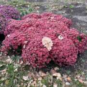 ヒメ日記 2025/07/26 15:11 投稿 せな SOAPLAND LOVE FACTORY