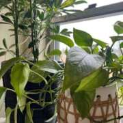 ヒメ日記 2025/07/06 09:28 投稿 ココ ドMな奥様 名古屋・錦店